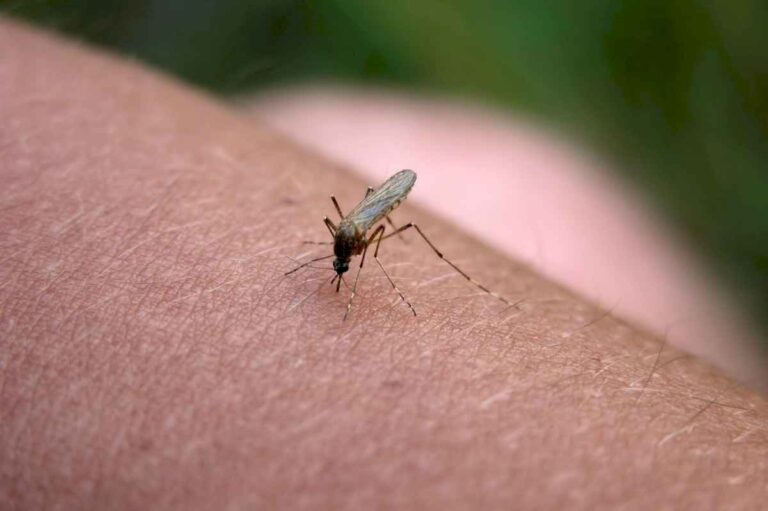 como-podes-ahuyentar-facilmente-de-los-mosquitos-de-tu-casa-con-un-tip-muy-sencillo-y-barato