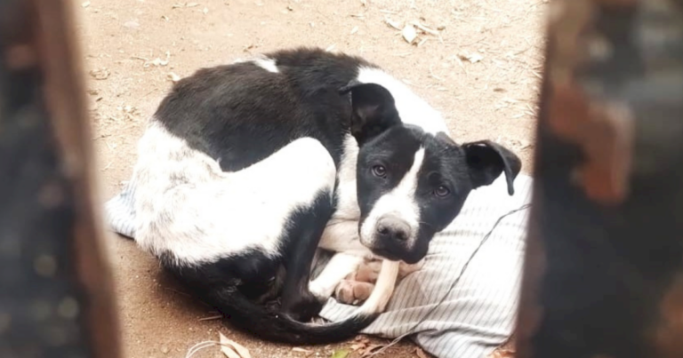 conmovedor-rescate:-salvaron-a-un-perro-desnutrido-y-abandonado-por-su-dueno,-en-cipolletti