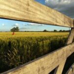 227928-otra-alerta-para-el-campo-crisis-por-falta-de-lluvias-en-el-noreste-bonaerense