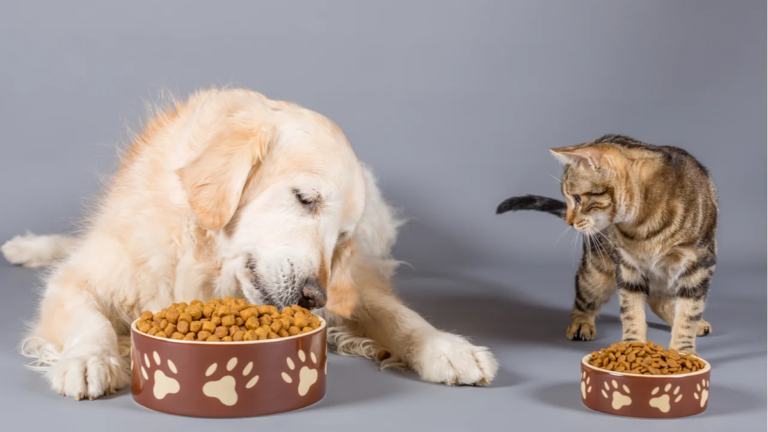 El auge del mercado de alimentos para mascotas en Argentina: crecimiento y desafíos