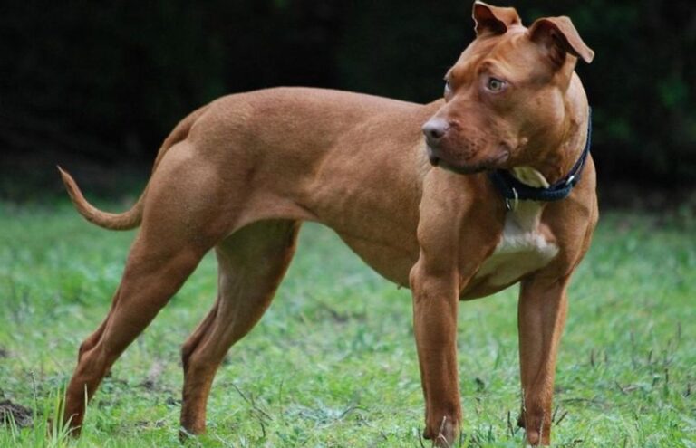Córdoba: Su perro lo atacó, sacó un arma y lo mató a tiros
