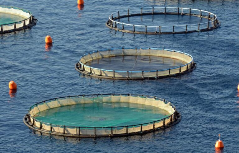 Cereseto propuso ampliar la matriz productiva de Chubut con acuicultura