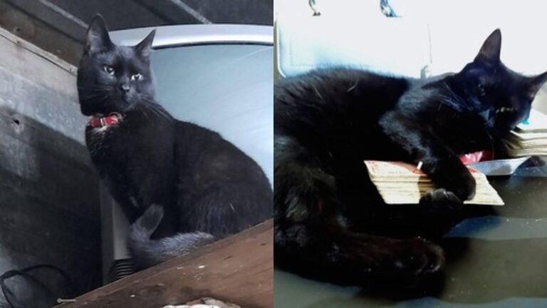 Entraron a robar a su casa y desapareció la gata