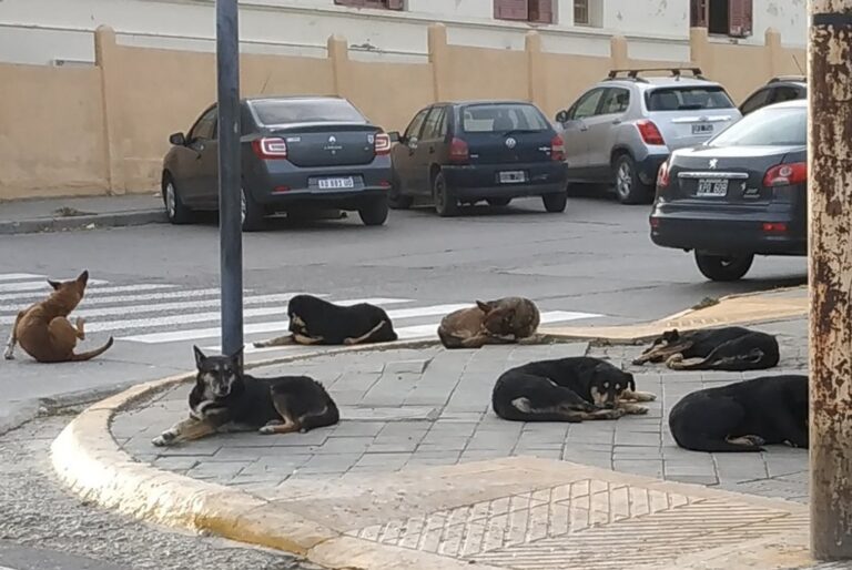 Qué es el PEP? El plan que funciona en cientos de ciudades y es la única solución a la sobrepoblación animal