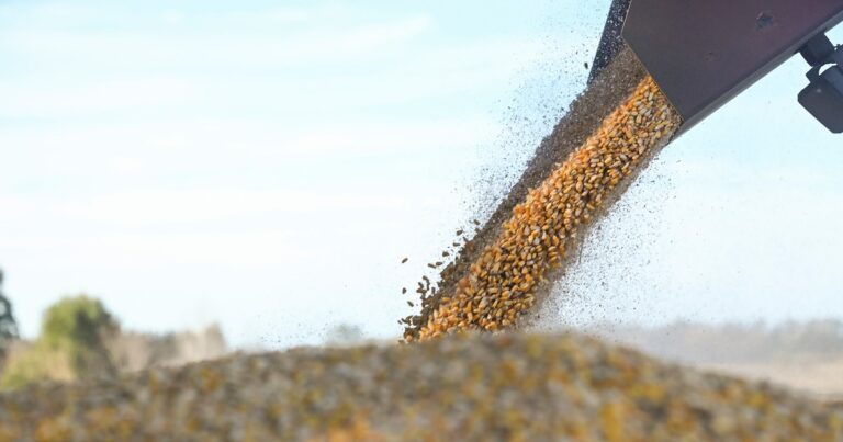 El ingreso de divisas del campo bajó fuerte en agosto, pero sigue más arriba que el año pasado