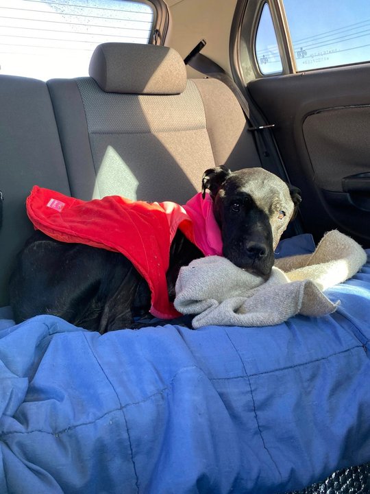 Rescatistas de Comodoro necesitan fondos para salvar a una perra con Erliquia