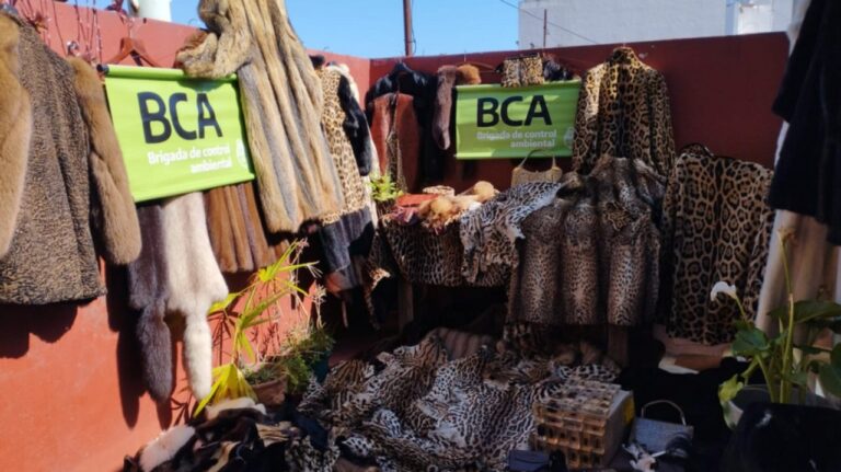 Tráfico de fauna en Argentina: secuestraron abrigos confeccionados con pieles de especies amenazadas y exóticas