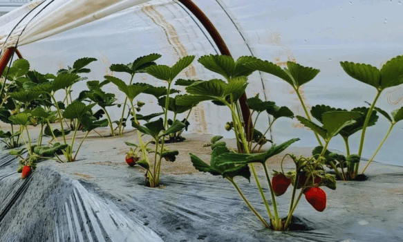 Frutillas del Viento: Un proyecto innovador en Esquel impulsa la producción de frutillas con energía eólica