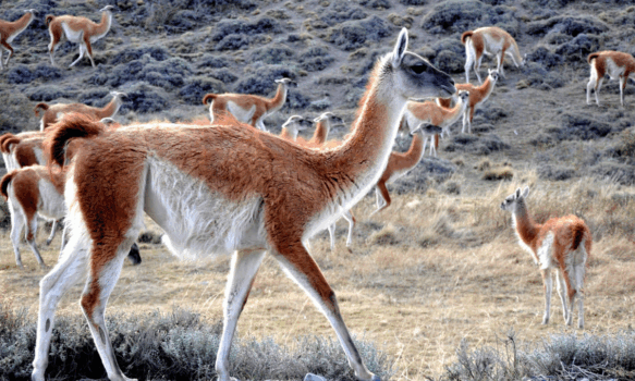 Sequía y guanacos amenazan la producción ganadera en la cordillera de Chubut