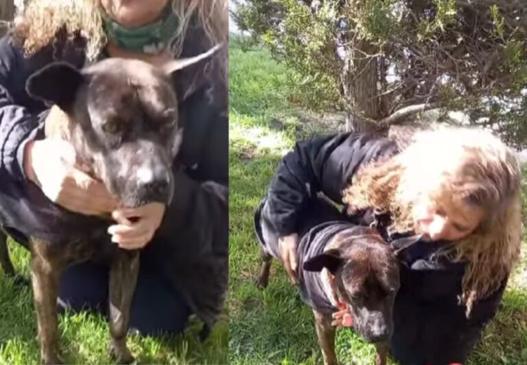 La historia que conmovió a Comodoro: Pedrita busca un hogar tras la pérdida de su inseparable compañero