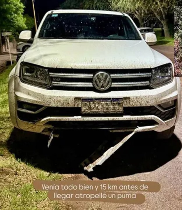 Atropelló a un puma en una ruta patagónica y lo publicó en redes sociales: No tuve tiempo de frenar…