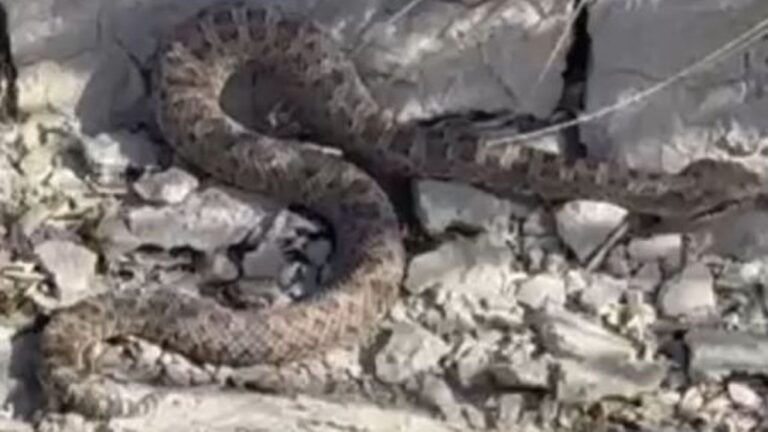 Alerta por la aparición de una yarará ñata entre Km 5 y Palazzo