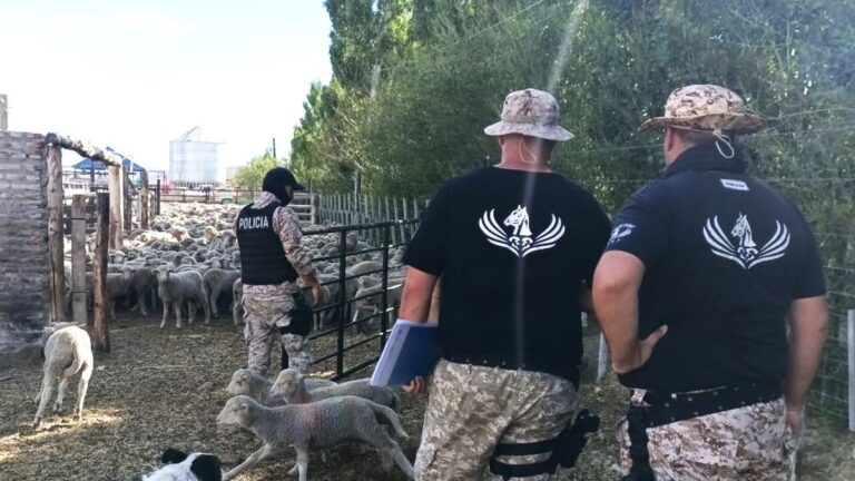 Golpe al abigeato: allanamientos simultáneos y millonarios secuestros