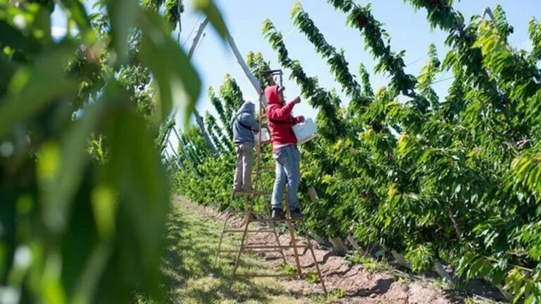 Incertidumbre y falsas promesas: el drama de quienes llegan a Neuquén buscando trabajo frutícola