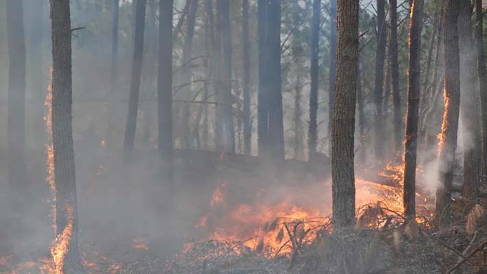 Intervendrán la Administración del Parque Nacional Los Alerces por los incendios forestales