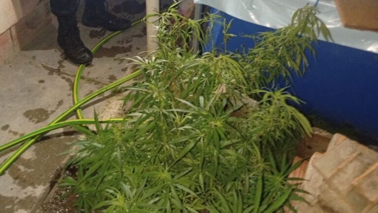 Lo denunció su propia madre por tener tres plantas de marihuana