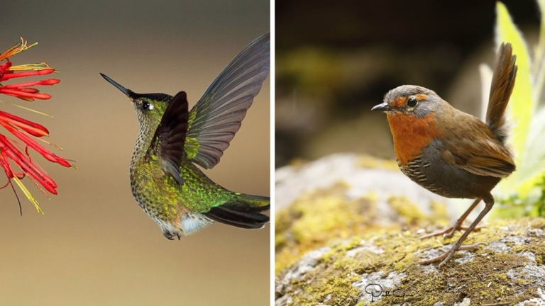 Clubes de observadores de aves denuncian una «catástrofe ambiental sin precedentes»