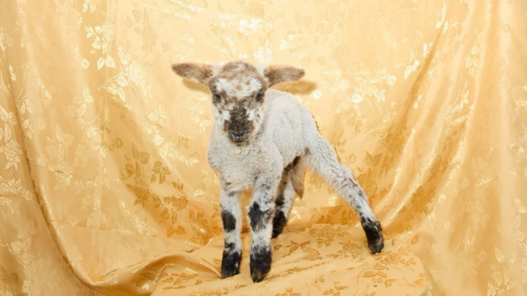 «Conjuro», la muestra de Juan Francisco Sánchez, abre sus puertas en Rada Tilly