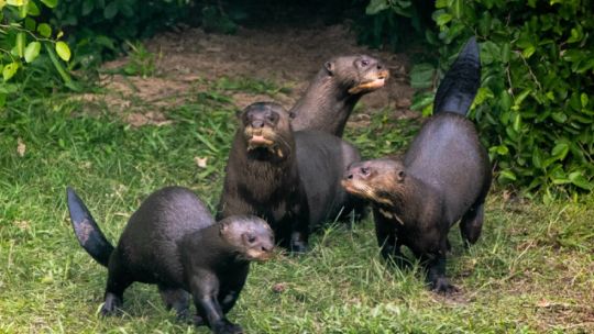 Reintroducen a una familia de nutrias gigantes en los Esteros del Iberá tras 40 años