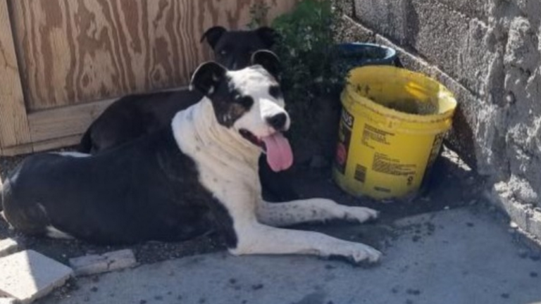 Buscan hogar urgente para dos perros rescatados en barrio Sismográfica