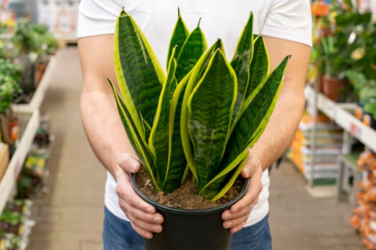 Lengua de suegra: por qué regarla con cerveza trae beneficios y nutrientes (y cómo aplicarlo correctamente)