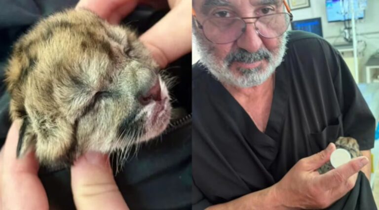 Paisaje de la Ruta 40 a su paso por el Parque Nacional Nahuel Huapi, zona de cruce de fauna.
