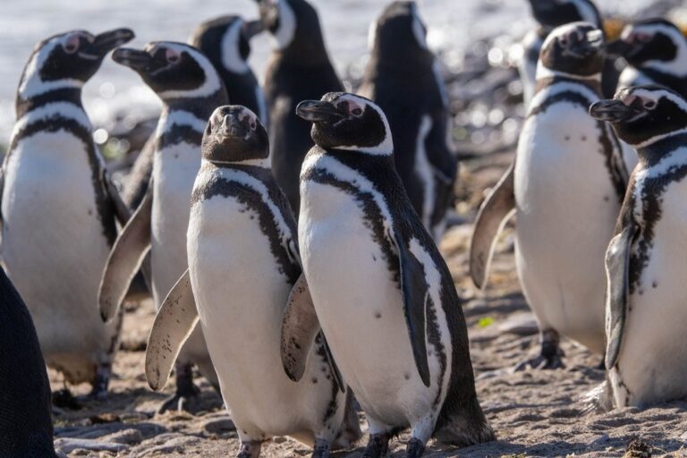 Pingüinos de Magallanes en Isla Tova, Parque Provincial Patagonia Azul, Chubut