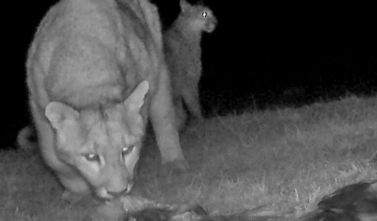 Fotografía de un puma en la Patagonia, cerca de un río, en un contexto de investigación científica.