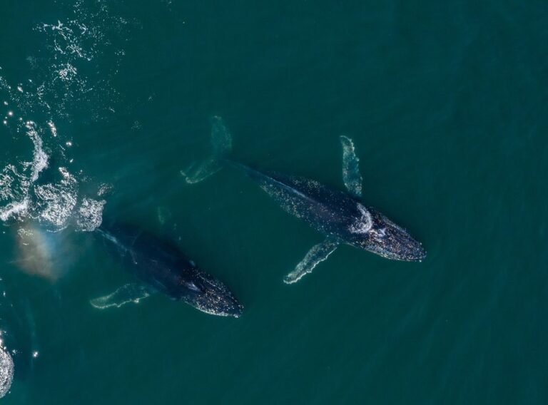 Personas reunidas en el espacio Huella Azul durante la despedida de las ballenas jorobadas en el Parque Patagonia Azul