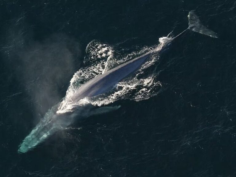Ballena azul nadando junto a una embarcación turística en el Golfo San Jorge