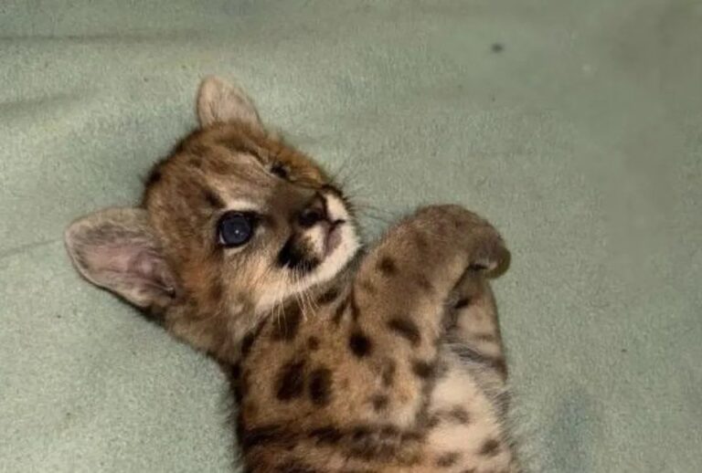 Cachorro de puma en proceso de recuperación en centro veterinario