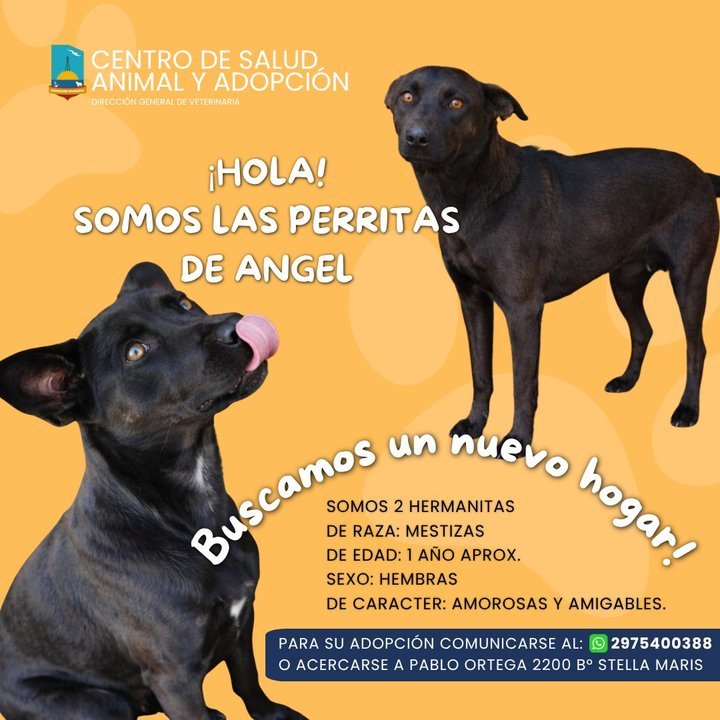 Dos perras mestizas en el Dispensario municipal de Comodoro Rivadavia