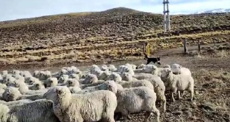 Campo seco en la meseta de Chubut afectado por la sequía