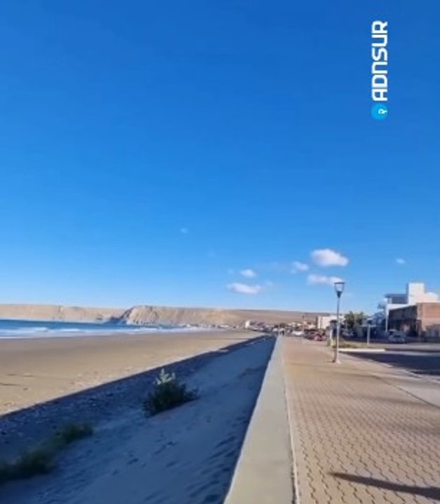 Hombre paseando una cría de guanaco con correa en Rada Tilly
