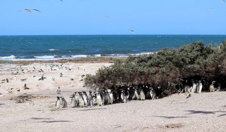Pingüino de Magallanes en colonia reproductiva de la costa patagónica