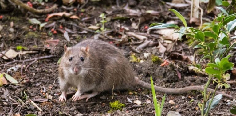 Hospital de Bariloche donde se encuentra internado el paciente con sospecha de hantavirus