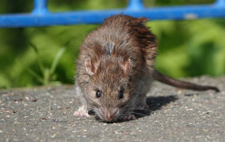 Hospital de Esquel donde fue internado paciente con sospecha de hantavirus