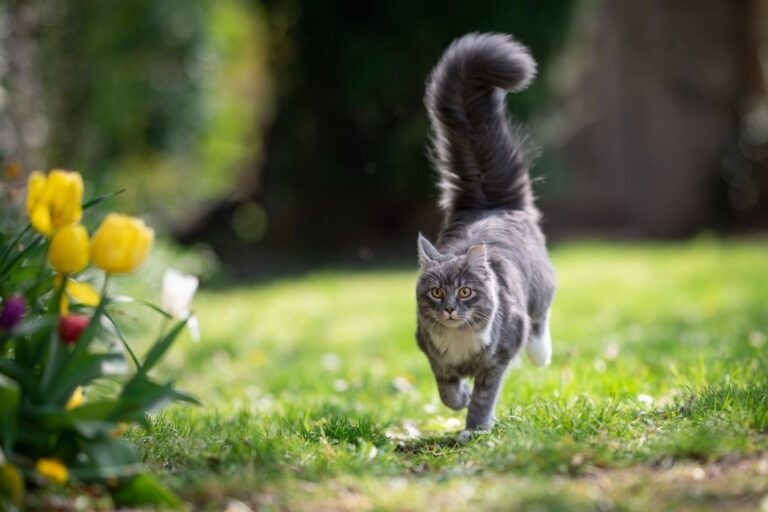Gato con arnés y correa en un jardín