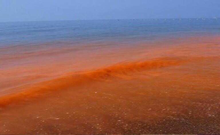 Floración de fitoplancton tóxico en la costa patagónica, conocido como marea roja