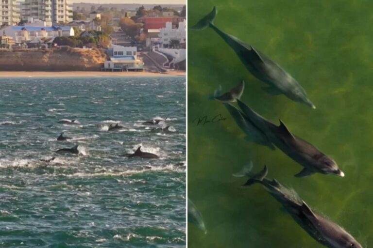Formación de delfines comunes en el mar frente a Las Grutas, captada desde un dron