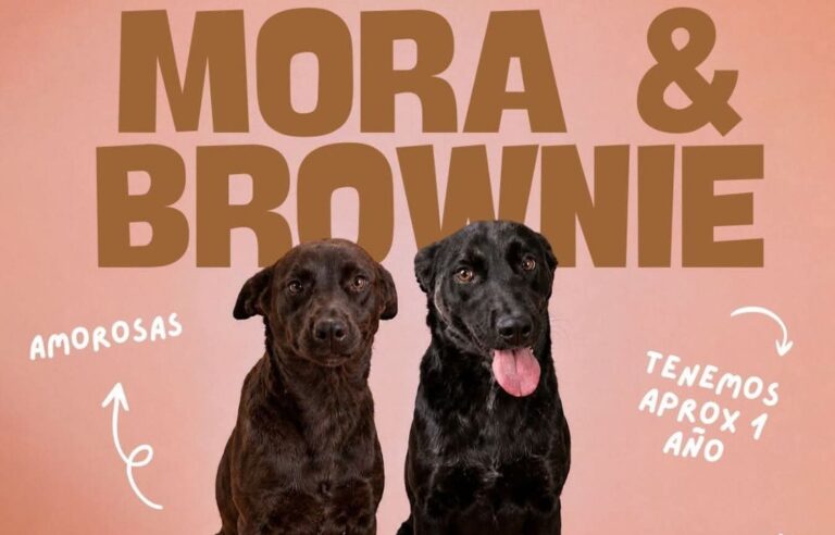 Perras Mora y Brownie en el Dispensario Canino Municipal de Comodoro Rivadavia