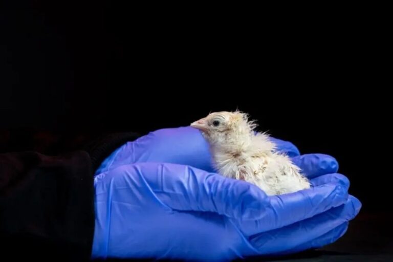 Pollitos recién nacidos en laboratorio