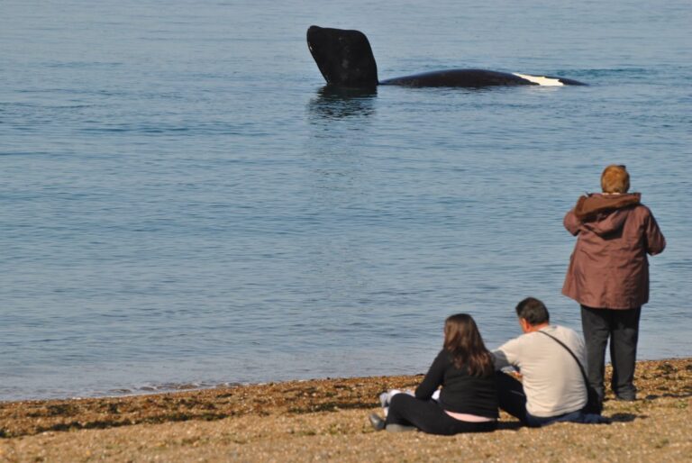Ballena franca austral en la costa de Puerto Madryn