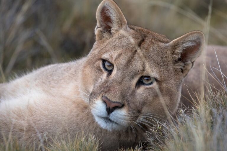Campo en Covunco Abajo con animales muertos por ataque de pumas