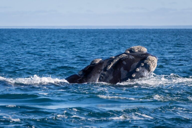 Ballena franca austral en las aguas del Golfo Nuevo, Península Valdés, Chubut