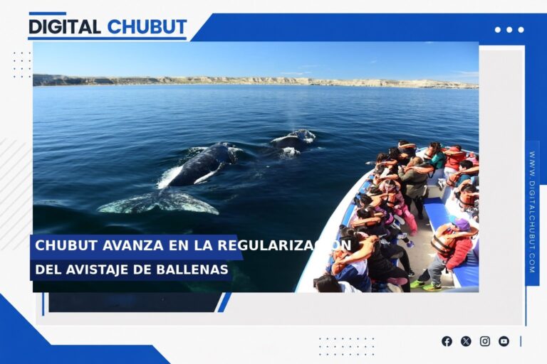 Ballena franca austral en el Golfo Nuevo, Chubut