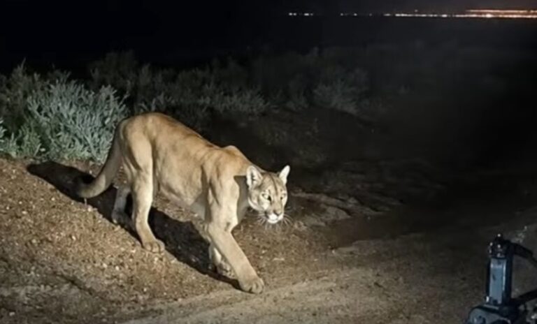 Fotografía de un puma generada por inteligencia artificial que circuló en redes sociales
