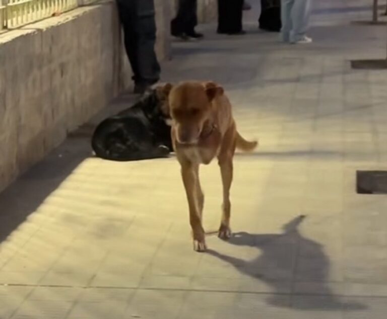 Perro Tres patas en la vía pública de Comodoro Rivadavia