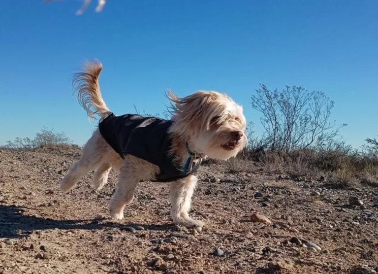 Perro de 13 años llamado Trevis con ponchito tejido a rayas de varios colores