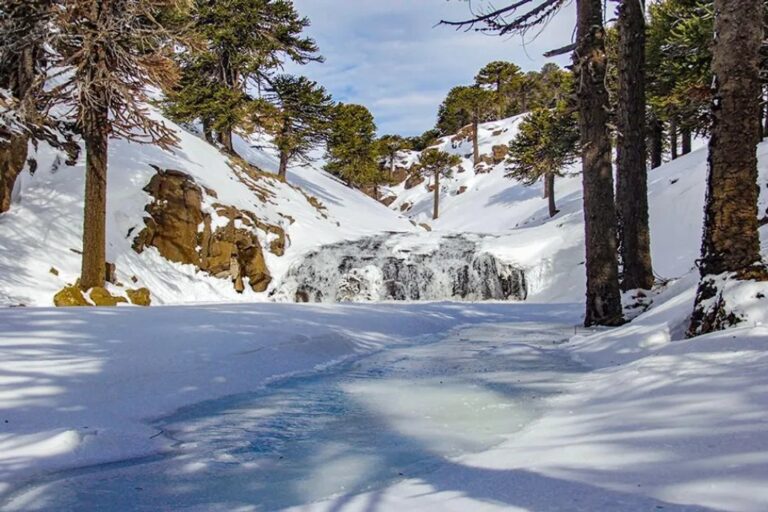 Personas caminando con raquetas de nieve entre pehuenes en la cordillera neuquina